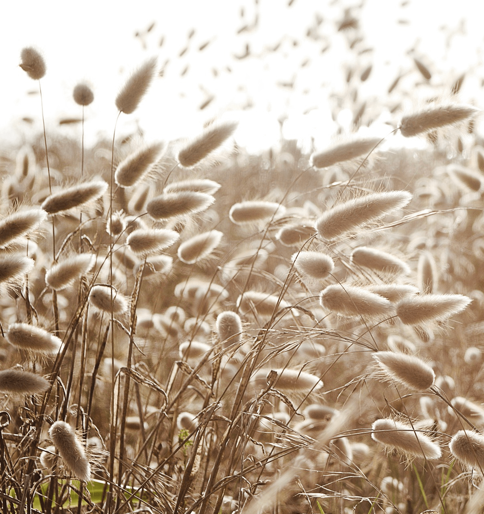 image de nature apaisante pour le cabinet d'hypnothérapie situé dans la ville du mans