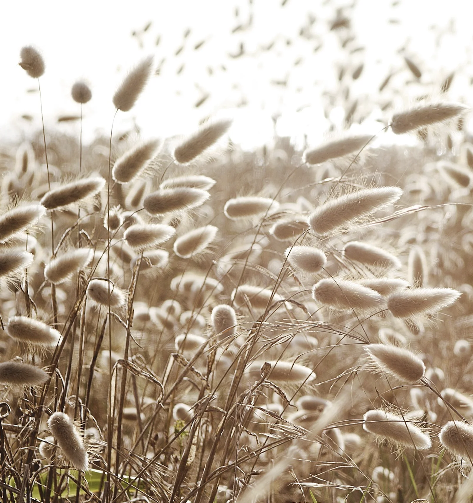 image de nature apaisante pour le cabinet d'hypnothérapie situé dans la ville du mans